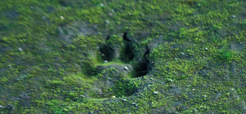 Canis_lupus_tracks(1).jpg