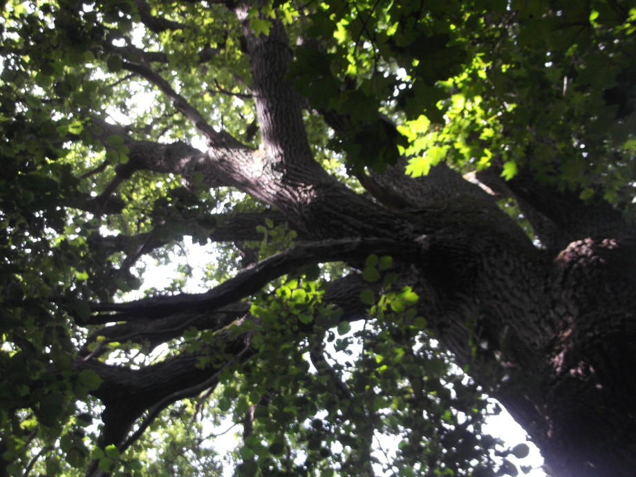 DSCF0557.JPG