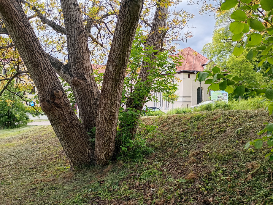 IMG_20250524_181026761_HDR.jpg