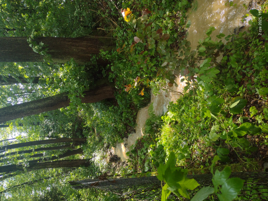 IMG_20250602_153017906.jpg