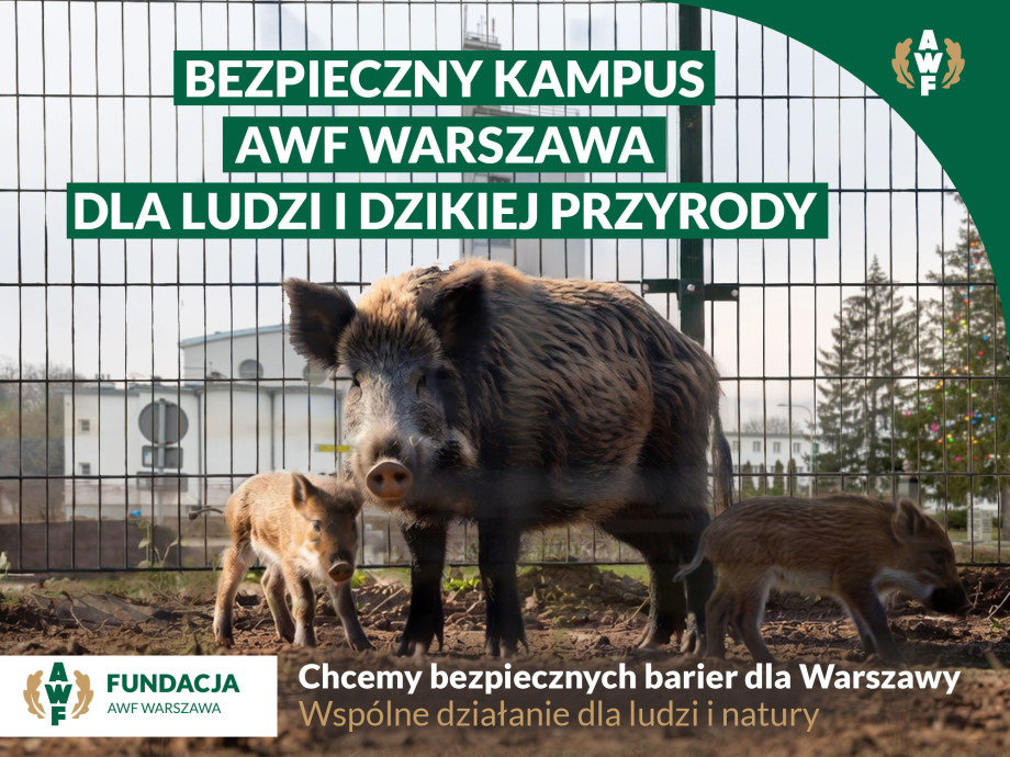 dziki.jpg