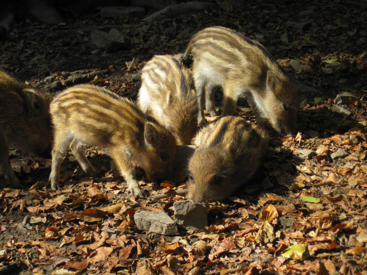 little_pig_wild_boars_young_animals_nature_forest_mammal_family_head_drawing-473105!d_2.jpg